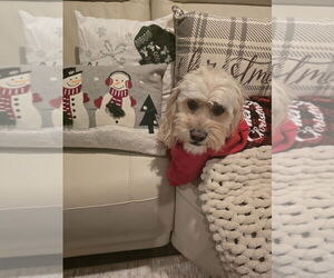 Medium Photo #1 Cock-A-Chon Puppy For Sale in Mooresville, NC, USA