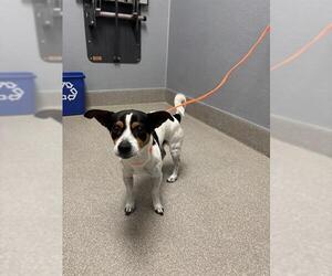 Chihuahua-Unknown Mix Dogs for adoption in Las Vegas, NV, USA