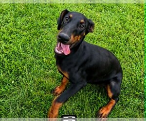 Doberman Pinscher Dogs for adoption in Hinton, WV, USA