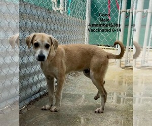 Chihuahua-Retriever  Mix Dogs for adoption in Virginia Beach, VA, USA