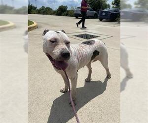 American Pit Bull Terrier Dogs for adoption in Houston, TX, USA