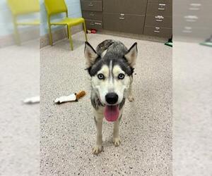 Siberian Husky Dogs for adoption in Brighton, CO, USA