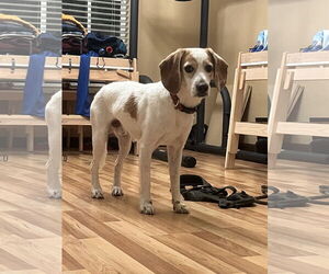 Beagle Dogs for adoption in Tampa, FL, USA