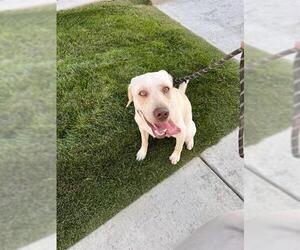 Labrador Retriever Dogs for adoption in Ogden, UT, USA