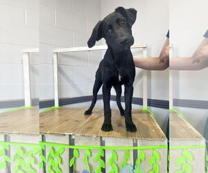 Labrador Retriever-Unknown Mix Dogs for adoption in San Diego, CA, USA
