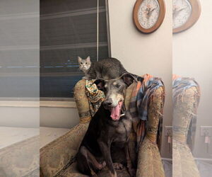 Doberman Pinscher Dogs for adoption in Miami, FL, USA