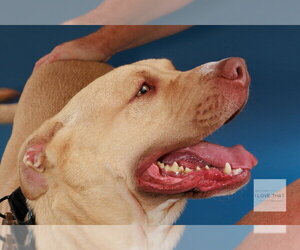 Labrador Retriever-Unknown Mix Dogs for adoption in The Woodlands, TX, USA