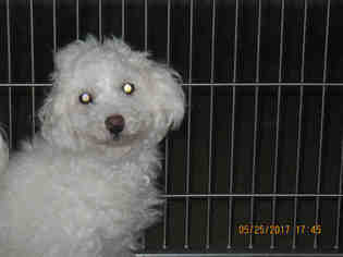 Maltese Dogs for adoption in Lathrop, CA, USA