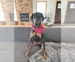 Doberman Pinscher Dogs for adoption in Akron, OH, USA