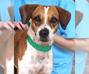 Medium Photo #1 Beagle-Unknown Mix Puppy For Sale in Carrollton, TX, USA