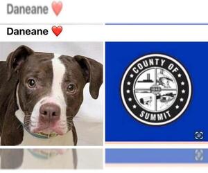 American Staffordshire Terrier-Unknown Mix Dogs for adoption in Akron, OH, USA
