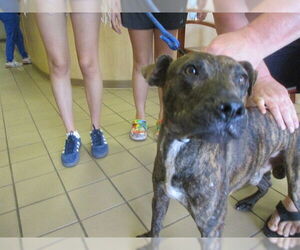 Staffordshire Bull Terrier Dogs for adoption in Ocala, FL, USA