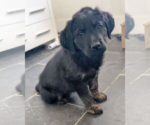 Golden Retriever-Unknown Mix Dogs for adoption in Corona, CA, USA