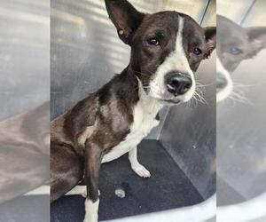 Mutt Dogs for adoption in San Antonio, TX, USA
