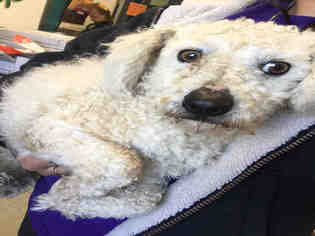 Poodle (Toy) Dogs for adoption in Hanford, CA, USA