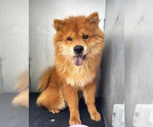 Chow Chow-Unknown Mix Dogs for adoption in San Antonio, TX, USA