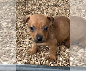 Chiweenie Dogs for adoption in Bolivar, MO, USA