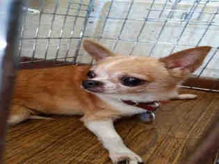 Chihuahua Dogs for adoption in Waynesville, NC, USA
