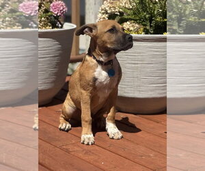 Boxer-Unknown Mix Dogs for adoption in Bellevue, WA, USA