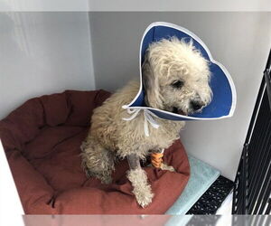 Maltipoo (Miniature) Dogs for adoption in Pasadena, CA, USA