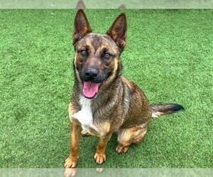 Mutt Dogs for adoption in Orange, CA, USA