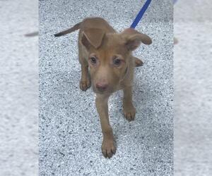 Golden Retriever-Unknown Mix Dogs for adoption in Conroe, TX, USA