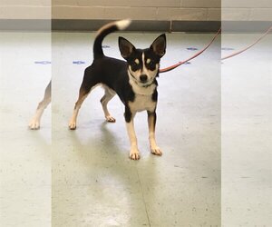 Chihuahua-Unknown Mix Dogs for adoption in NEWPORT NH, NH, USA