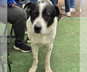 Medium Photo #8 Great Pyrenees-Unknown Mix Puppy For Sale in Woodbury, NY, USA
