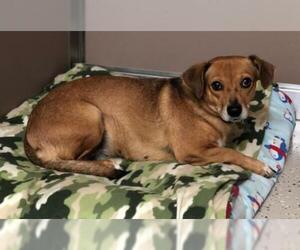 Doxle Dogs for adoption in Texarkana, TX, USA