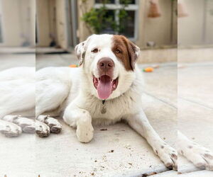 Great Pyrenees-Unknown Mix Dogs for adoption in Corona, CA, USA