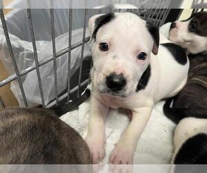 American Pit Bull Terrier-Unknown Mix Dogs for adoption in Tulsa, OK, USA
