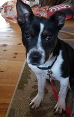 Boston Terrier Dogs for adoption in Southampton, NY, USA