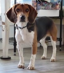 Medium Photo #1 Beagle Puppy For Sale in Lafayette, LA, USA