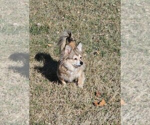 Chihuahua Dogs for adoption in Salt Lake City, UT, USA