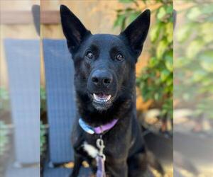German Shepherd Dog Dogs for adoption in Woodland, CA, USA