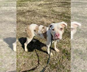 American Pit Bull Terrier Dogs for adoption in Forestville, MD, USA