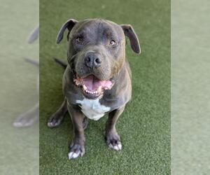 Mastiff Dogs for adoption in San Martin, CA, USA