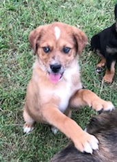 Texas Heeler Dogs for adoption in Pottstown, PA, USA