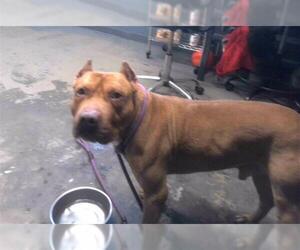 American Staffordshire Terrier-Unknown Mix Dogs for adoption in Tallahassee, FL, USA
