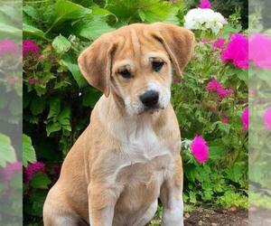 Labrador Retriever-Unknown Mix Dogs for adoption in San Diego, CA, USA