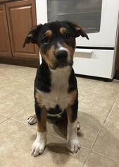 Border Collie-Rottweiler Mix Dogs for adoption in Houston, TX, USA