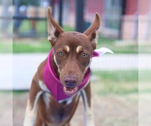 Siberian Husky-Unknown Mix Dogs for adoption in San Antonio, TX, USA