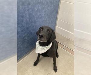 Labrador Retriever Dogs for adoption in Fort Collins, CO, USA