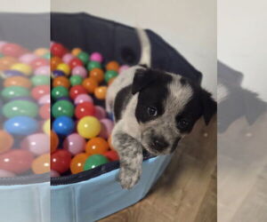 Medium Photo #1 Mutt Puppy For Sale in Garden City, NY, USA