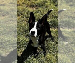 Feist Terrier-Unknown Mix Dogs for adoption in Rutledge, TN, USA