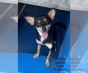 Chihuahua-Unknown Mix Dogs for adoption in Calgary, Alberta, Canada