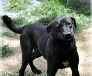 Labrador Retriever-Unknown Mix Dogs for adoption in Siler City, NC, USA