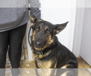 German Shepherd Dog-Unknown Mix Dogs for adoption in Mountain Home, AR, USA