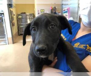 Labrador Retriever Dogs for adoption in Chula Vista, CA, USA