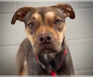 Bullboxer Pit Dogs for adoption in St. Cloud, FL, USA